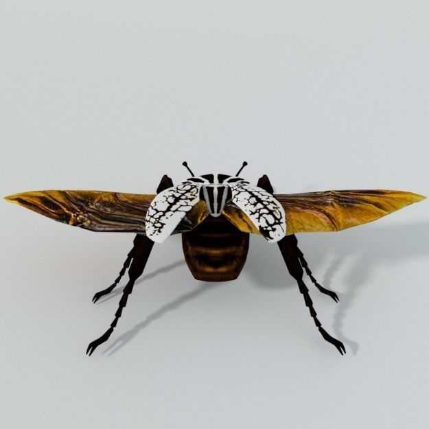 Beetle Goliath Low-poly 3D model_3