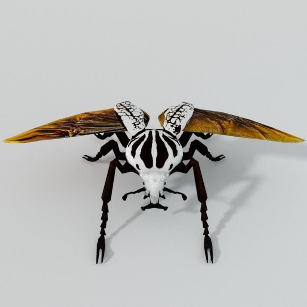 Beetle Goliath Low-poly 3D model_1