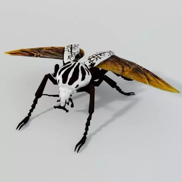 Beetle Goliath Low-poly 3D model_0