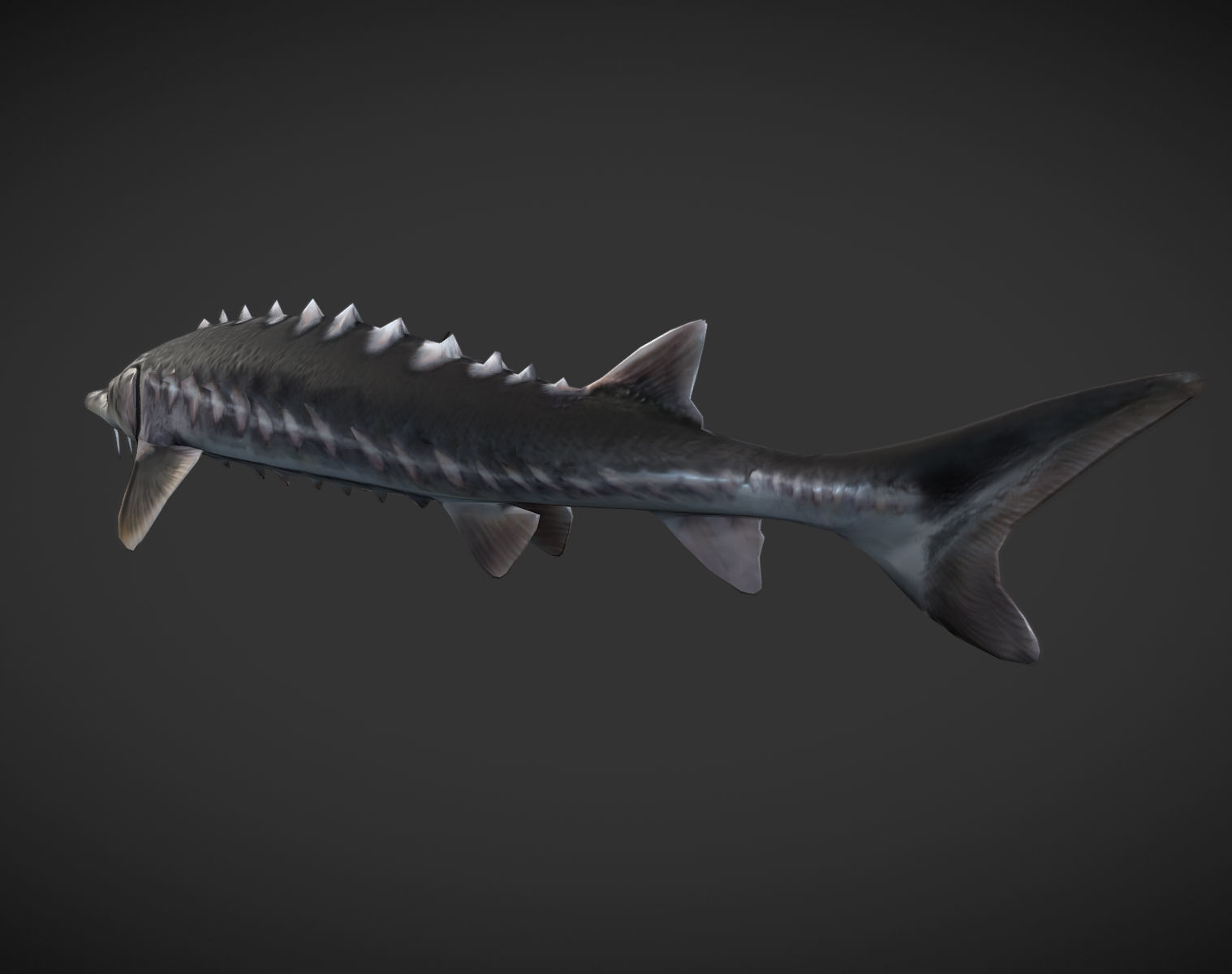 Shark fish with spikes Low-poly 3D model_4