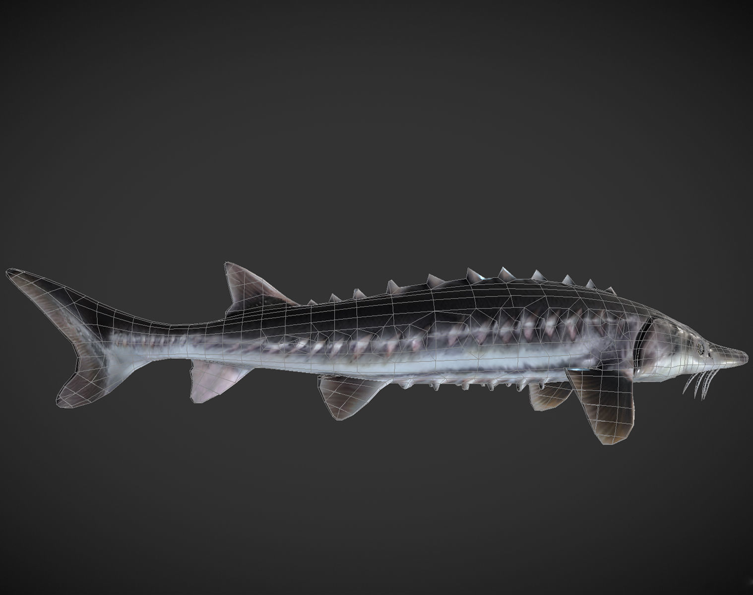 Shark fish with spikes Low-poly 3D model_9