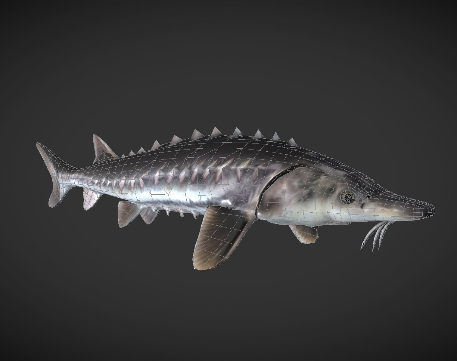 Shark fish with spikes Low-poly 3D model_10