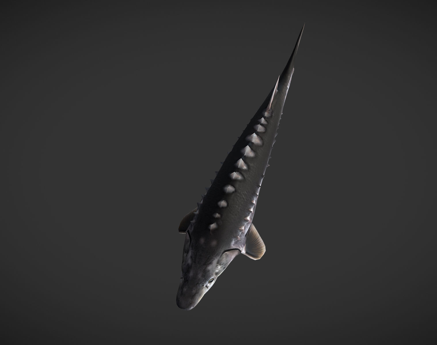Shark fish with spikes Low-poly 3D model_2