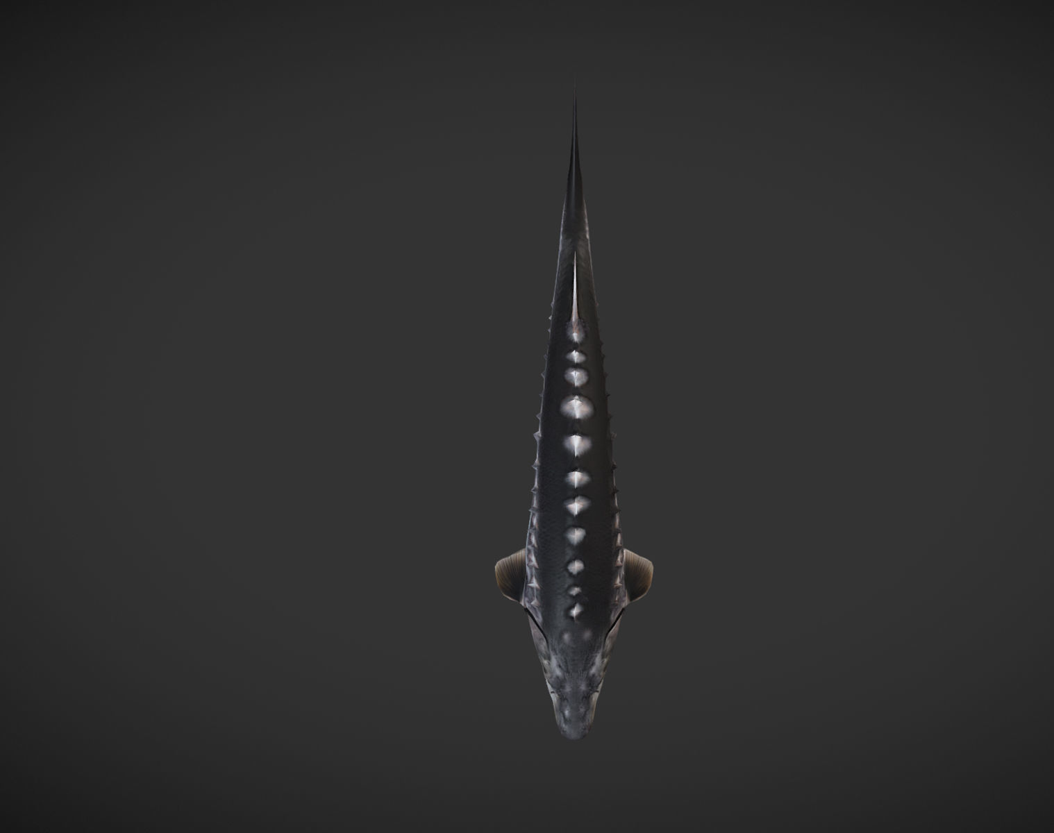Shark fish with spikes Low-poly 3D model_8