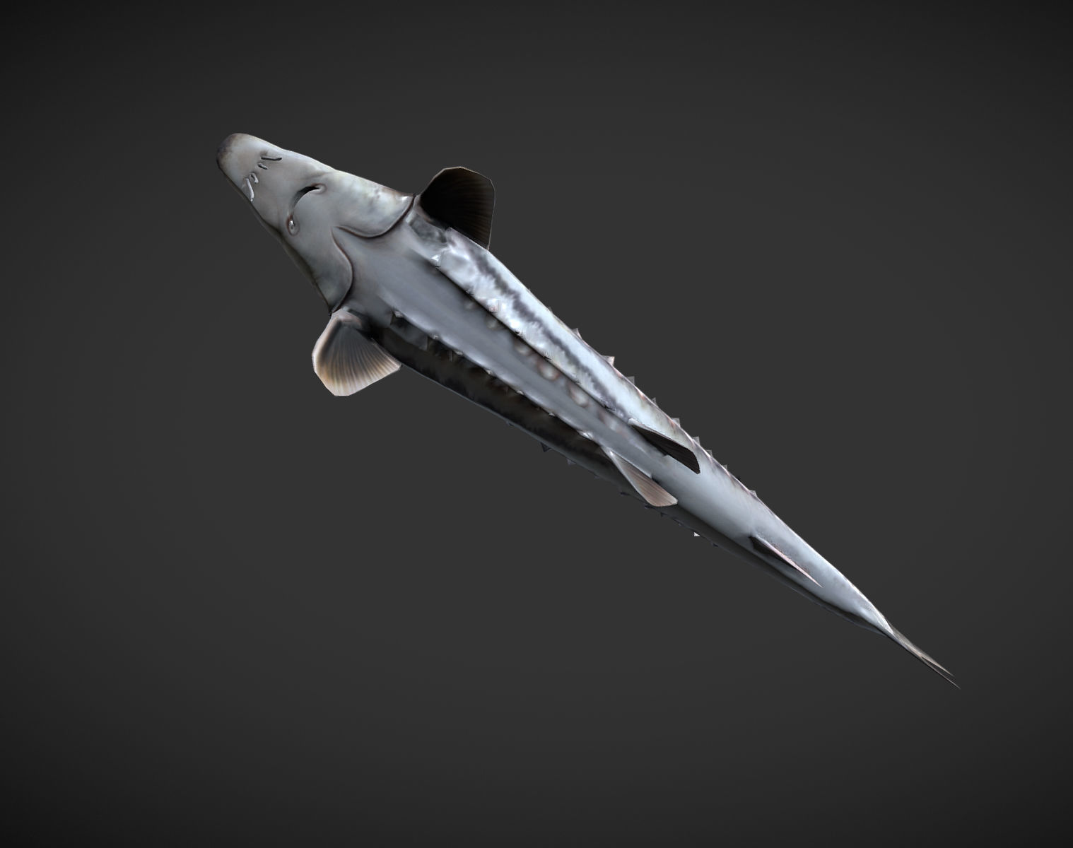 Shark fish with spikes Low-poly 3D model_3