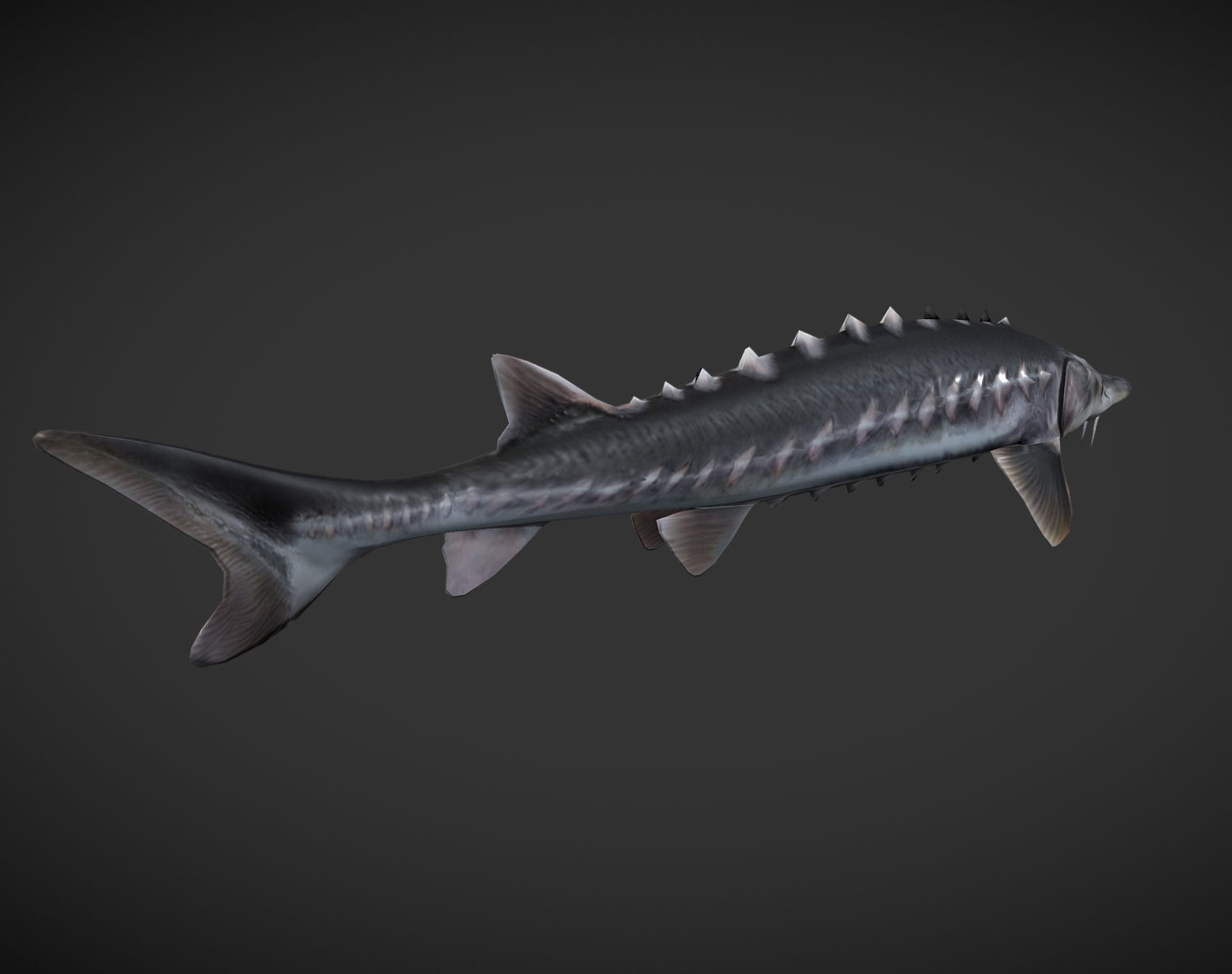Shark fish with spikes Low-poly 3D model_5
