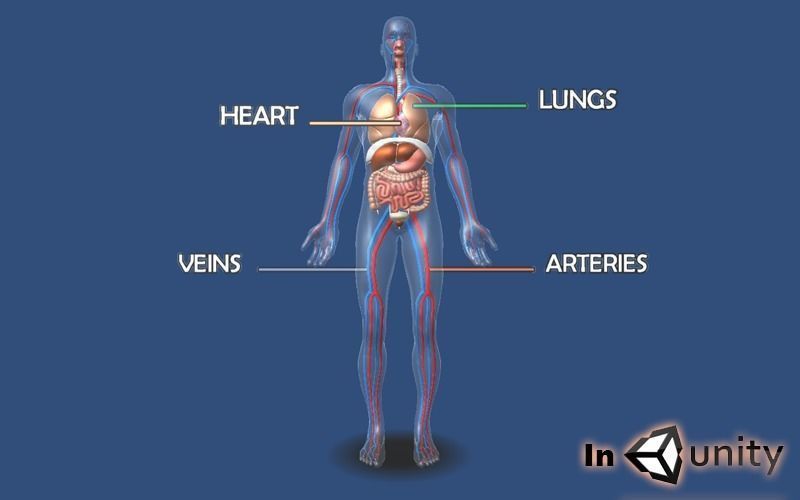 Animated Human Circulatory System AR VR Unity 3dsmax Low-poly 3D model_4