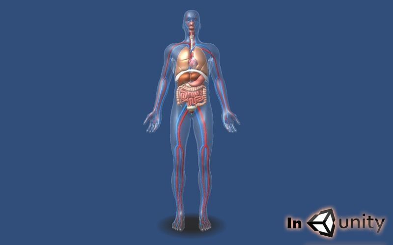 Animated Human Circulatory System AR VR Unity 3dsmax Low-poly 3D model_3