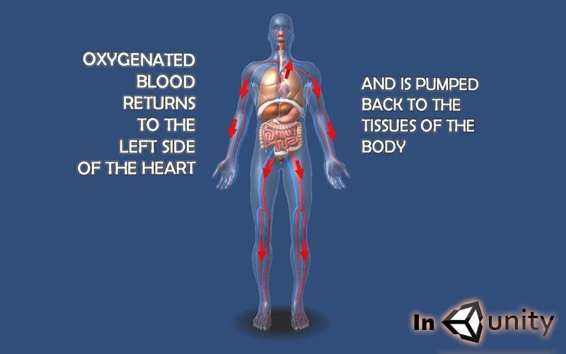 Animated Human Circulatory System AR VR Unity 3dsmax Low-poly 3D model_6