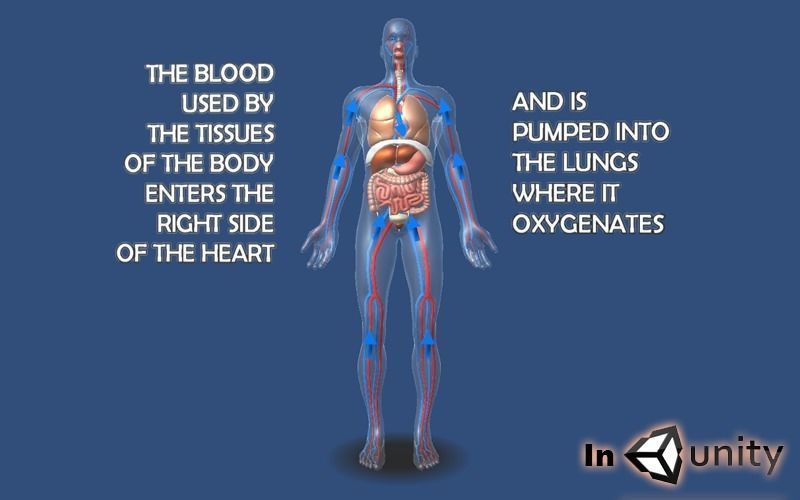 Animated Human Circulatory System AR VR Unity 3dsmax Low-poly 3D model_5