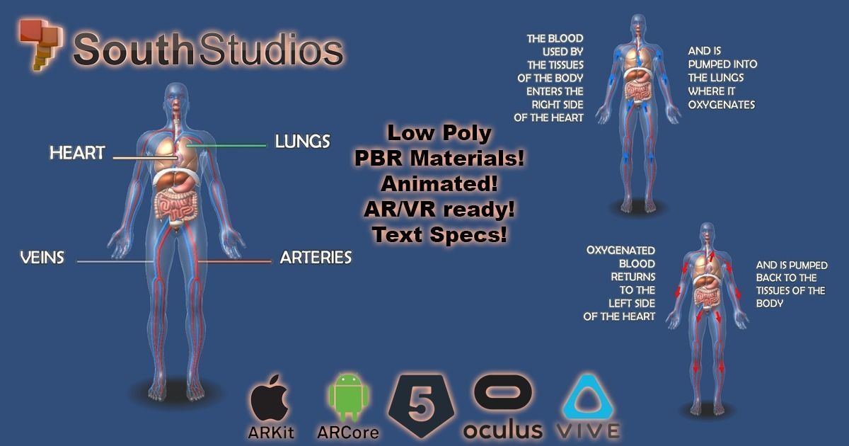 Animated Human Circulatory System AR VR Unity 3dsmax Low-poly 3D model_2