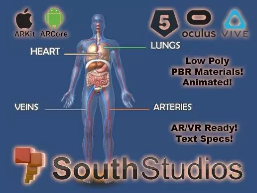 Animated Human Circulatory System AR VR Unity 3dsmax Low-poly 3D model_0