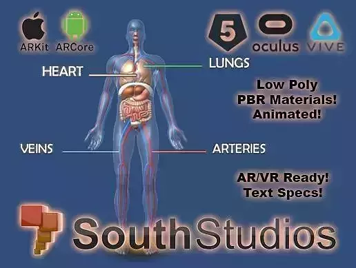 Animated Human Circulatory System AR VR Unity 3dsmax Low-poly 3D model