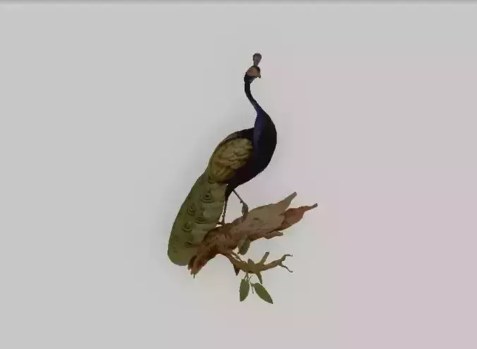 Owen Jones 1851 Peacock 3D print model