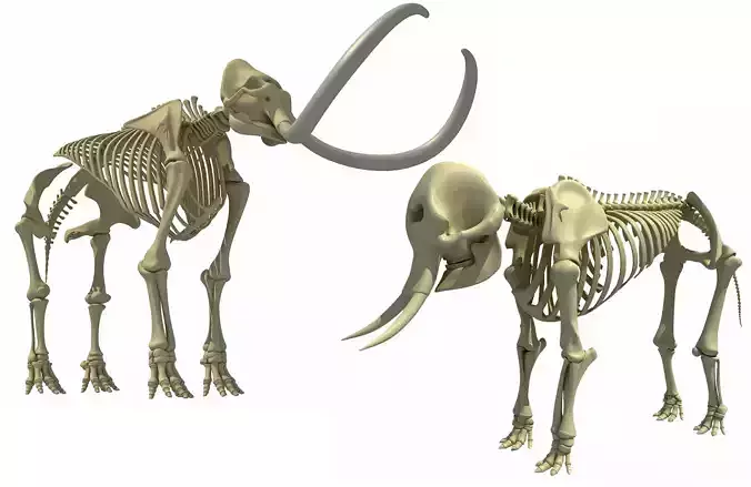 Mammoth and Elephant Skeletons
