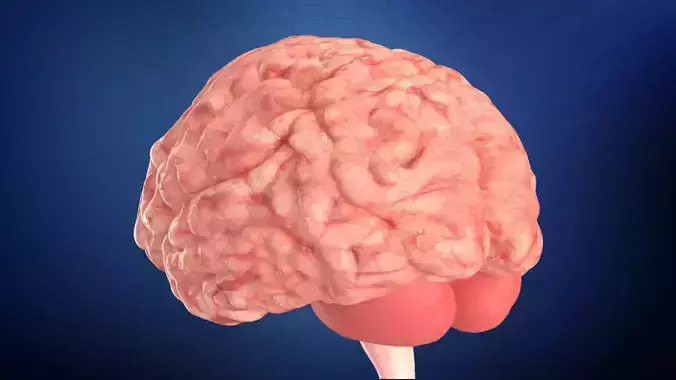 Human Brain 3D model