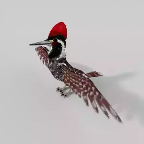 Woodpecker bird