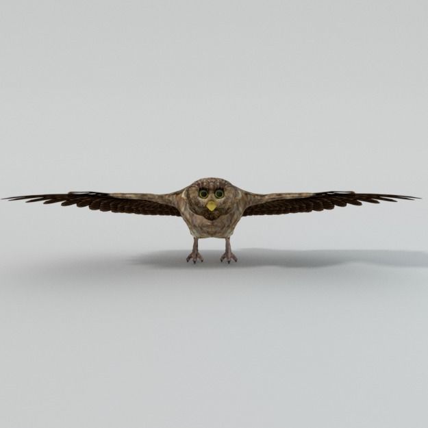 Owl bird Low-poly 3D model_2