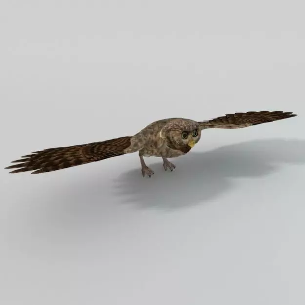 Owl bird Low-poly 3D model_0