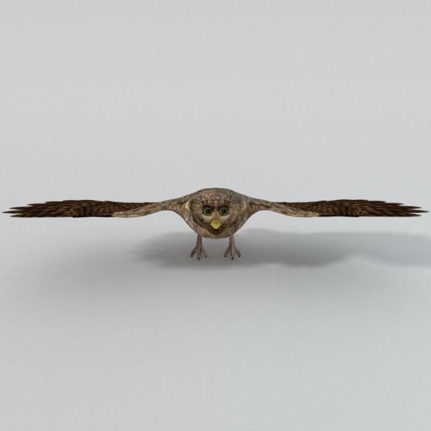 Owl bird Low-poly 3D model_6