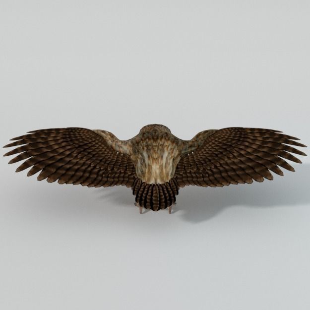 Owl bird Low-poly 3D model_1