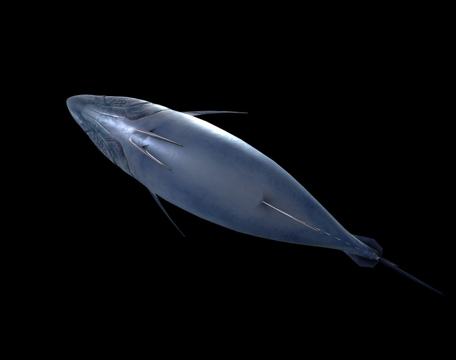 Tuna fish Low-poly 3D model_6