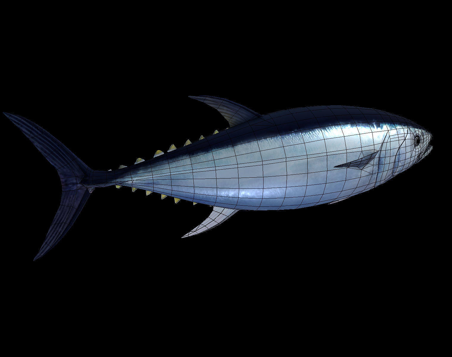 Tuna fish Low-poly 3D model_8
