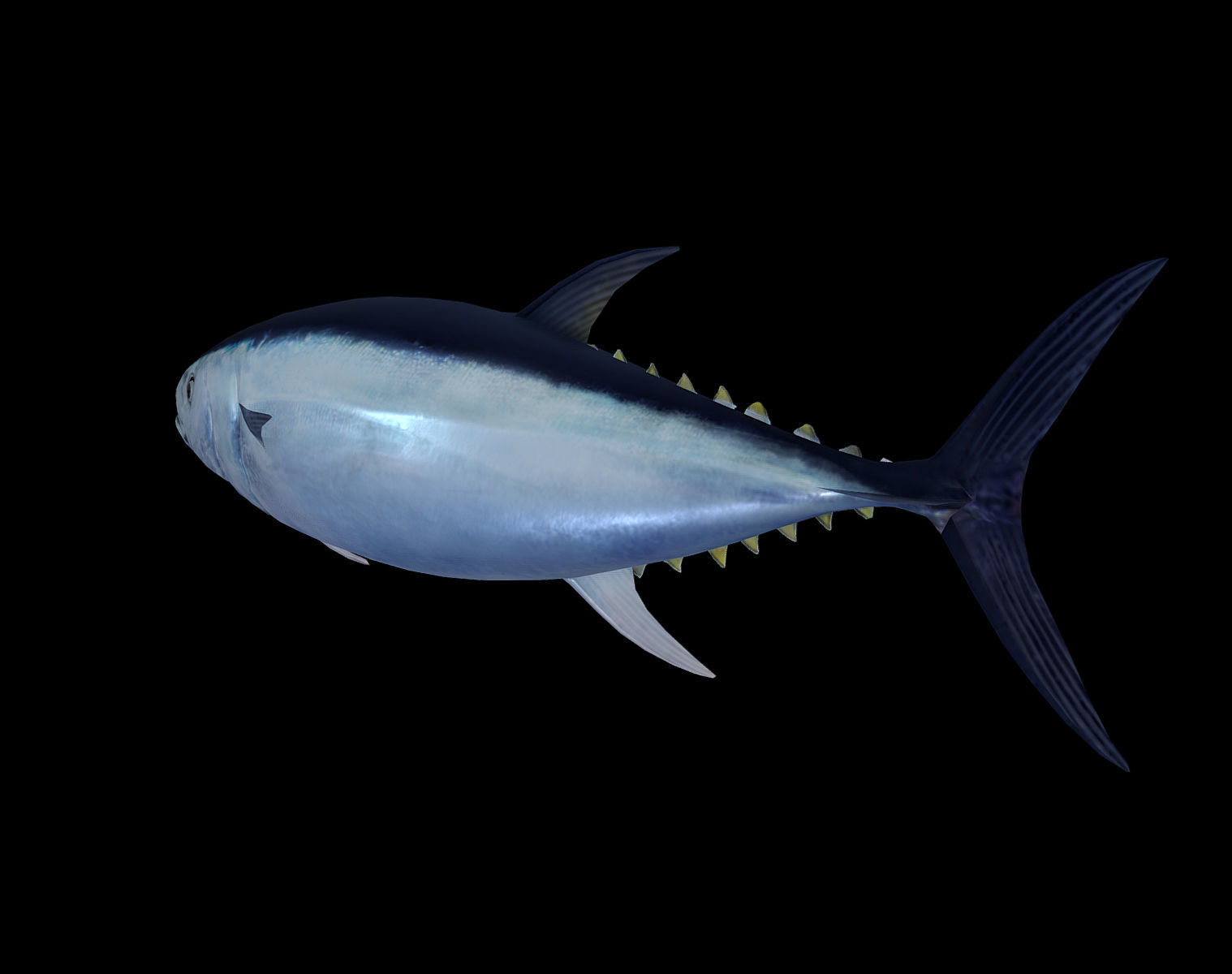 Tuna fish Low-poly 3D model_2