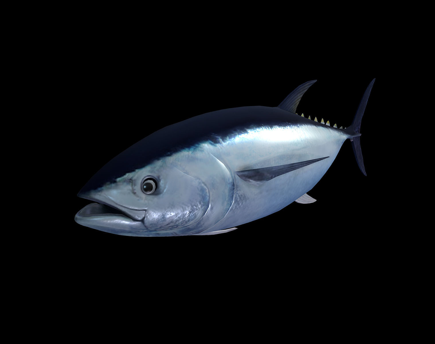 Tuna fish Low-poly 3D model_1