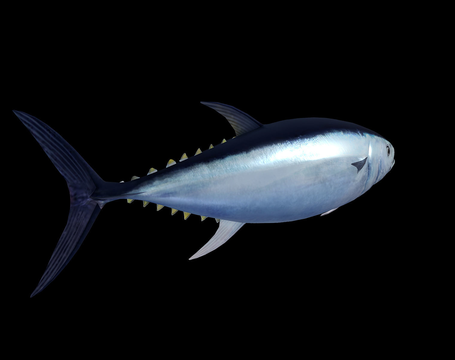 Tuna fish Low-poly 3D model_4