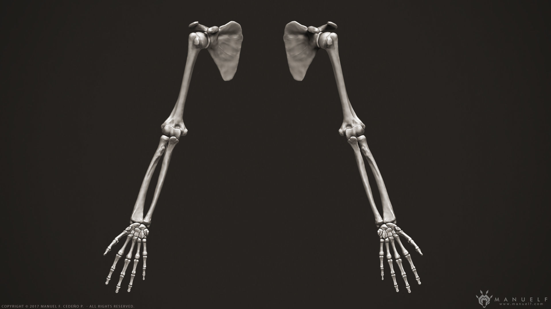 3D Human Arm Bones 3D model_2