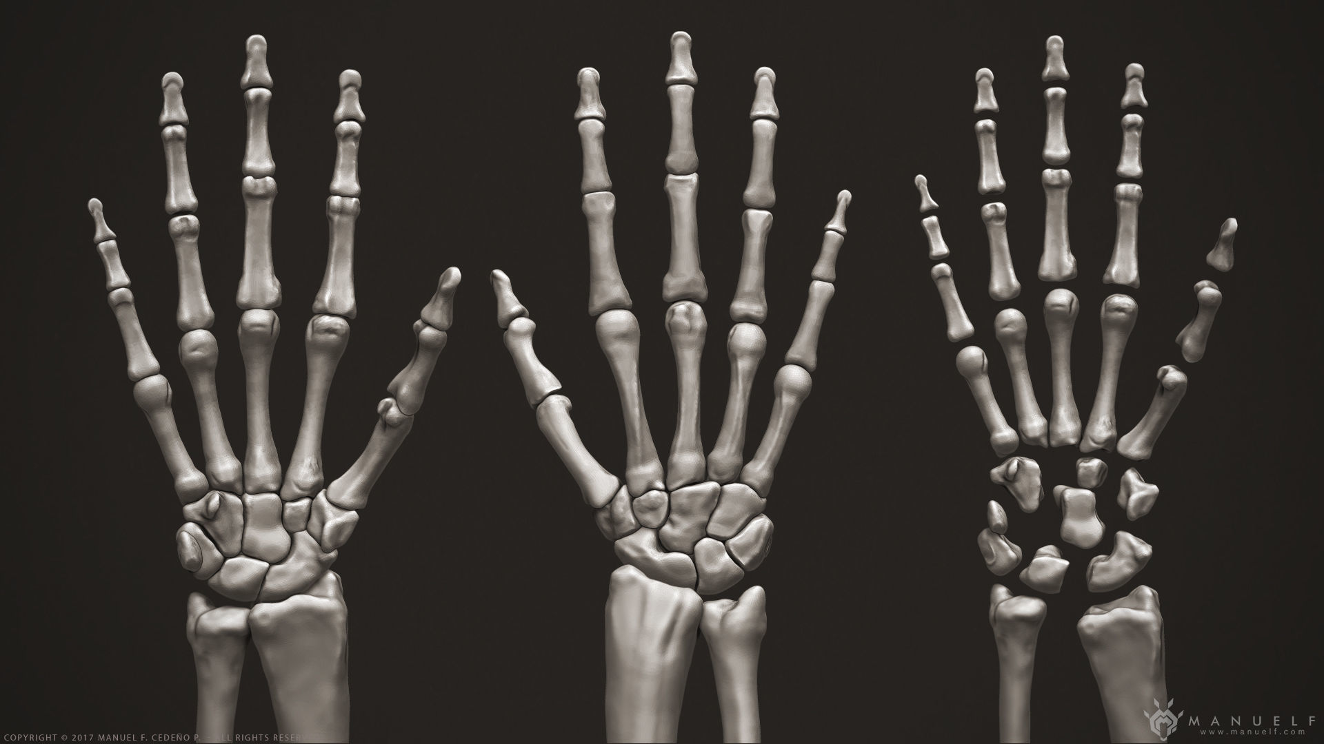 3D Human Arm Bones 3D model_5