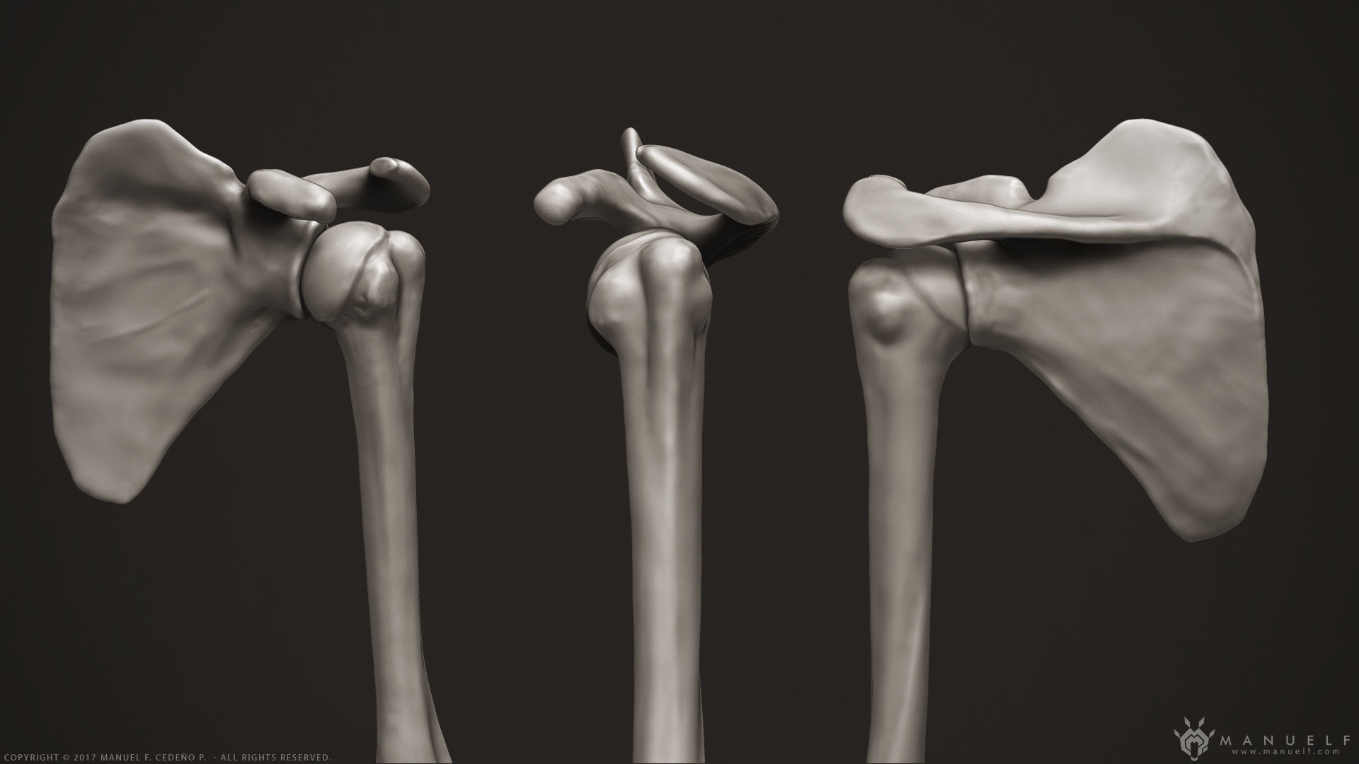 3D Human Arm Bones 3D model_4