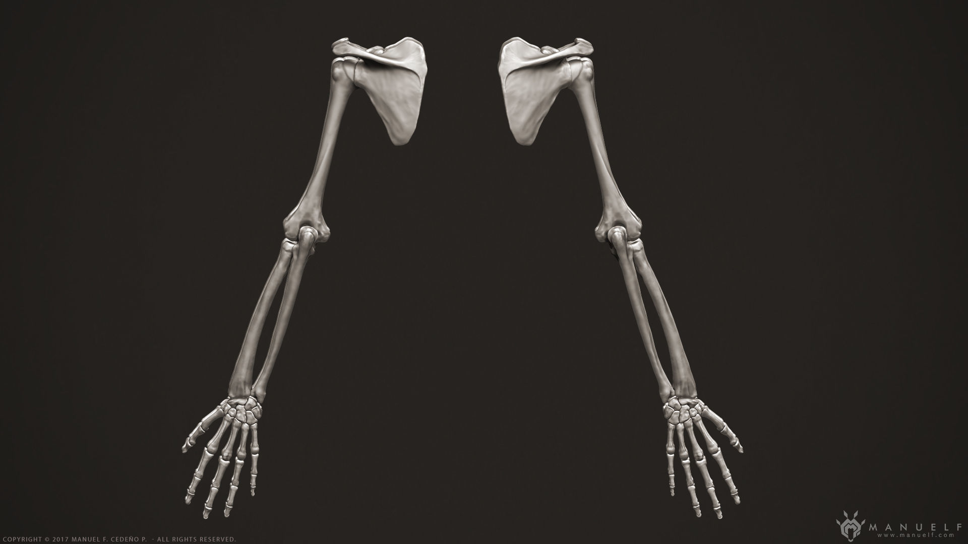 3D Human Arm Bones 3D model_1