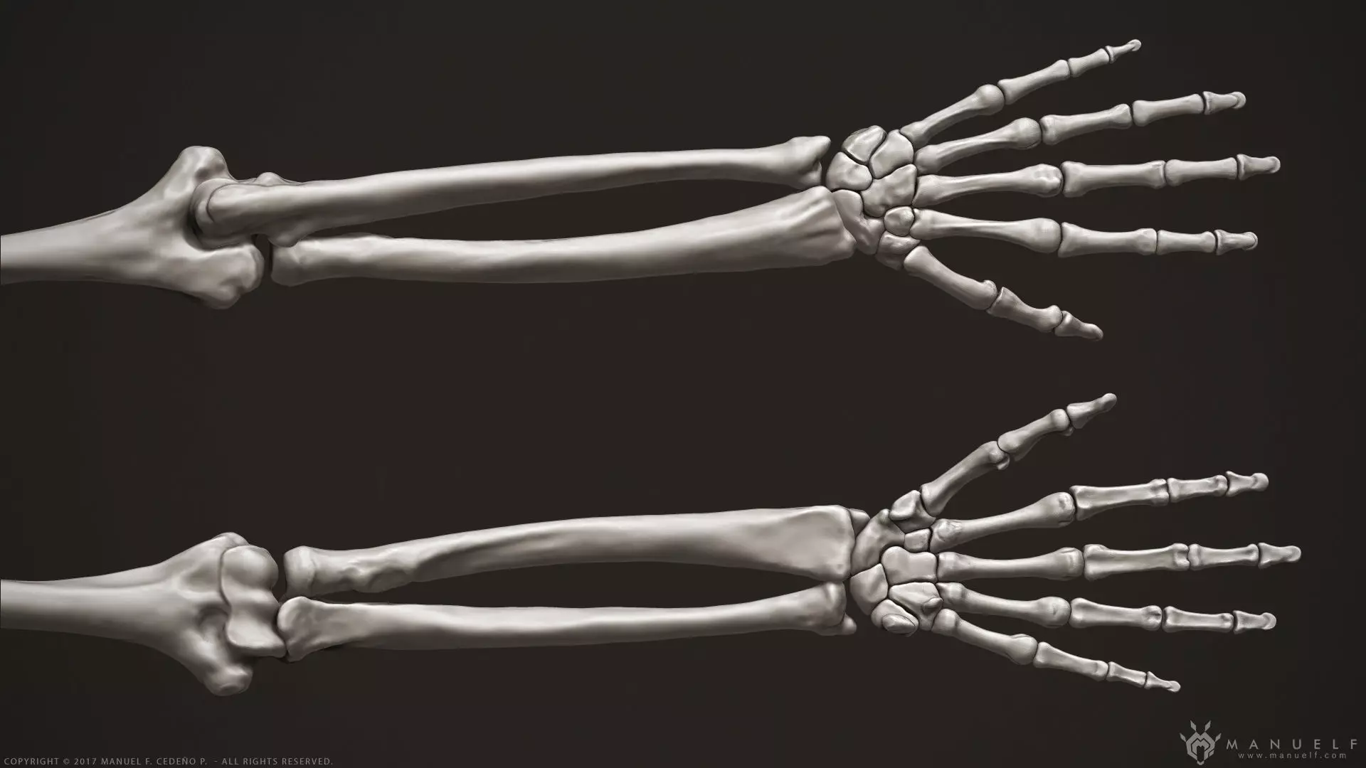 3D Human Arm Bones 3D model_0