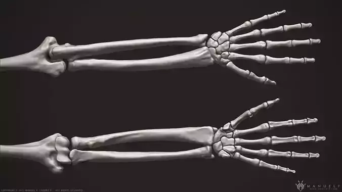 3D Human Arm Bones 3D model