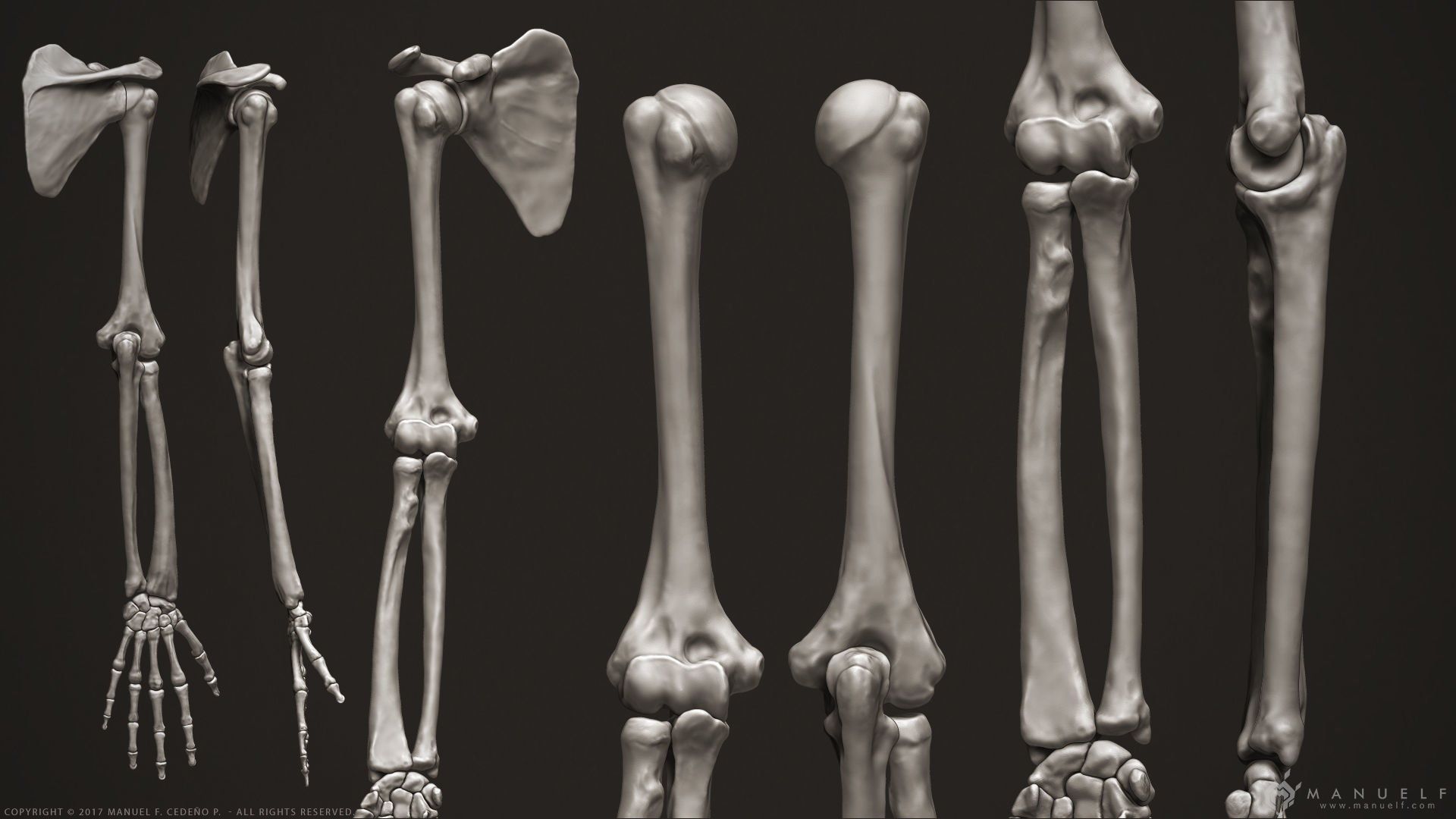 3D Human Arm Bones 3D model_3
