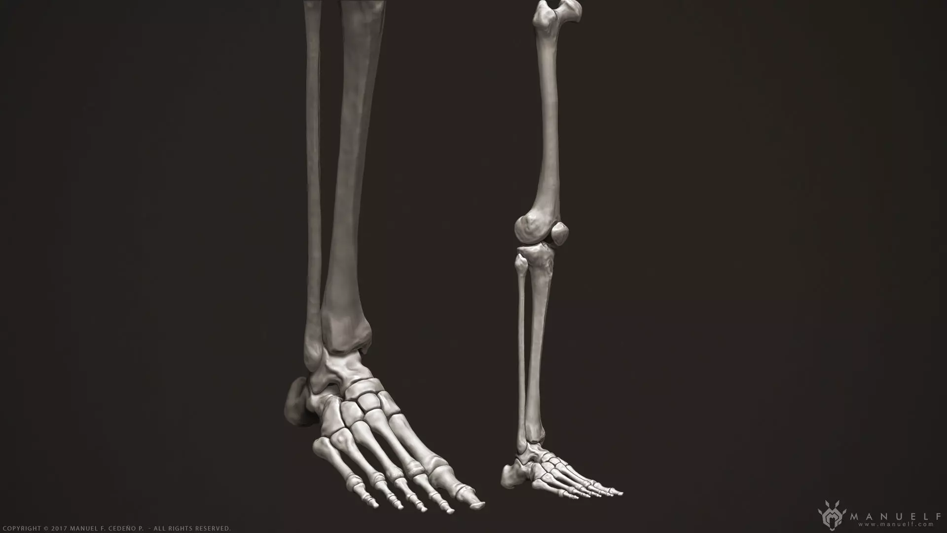 3D Human Leg Bones 3D model
