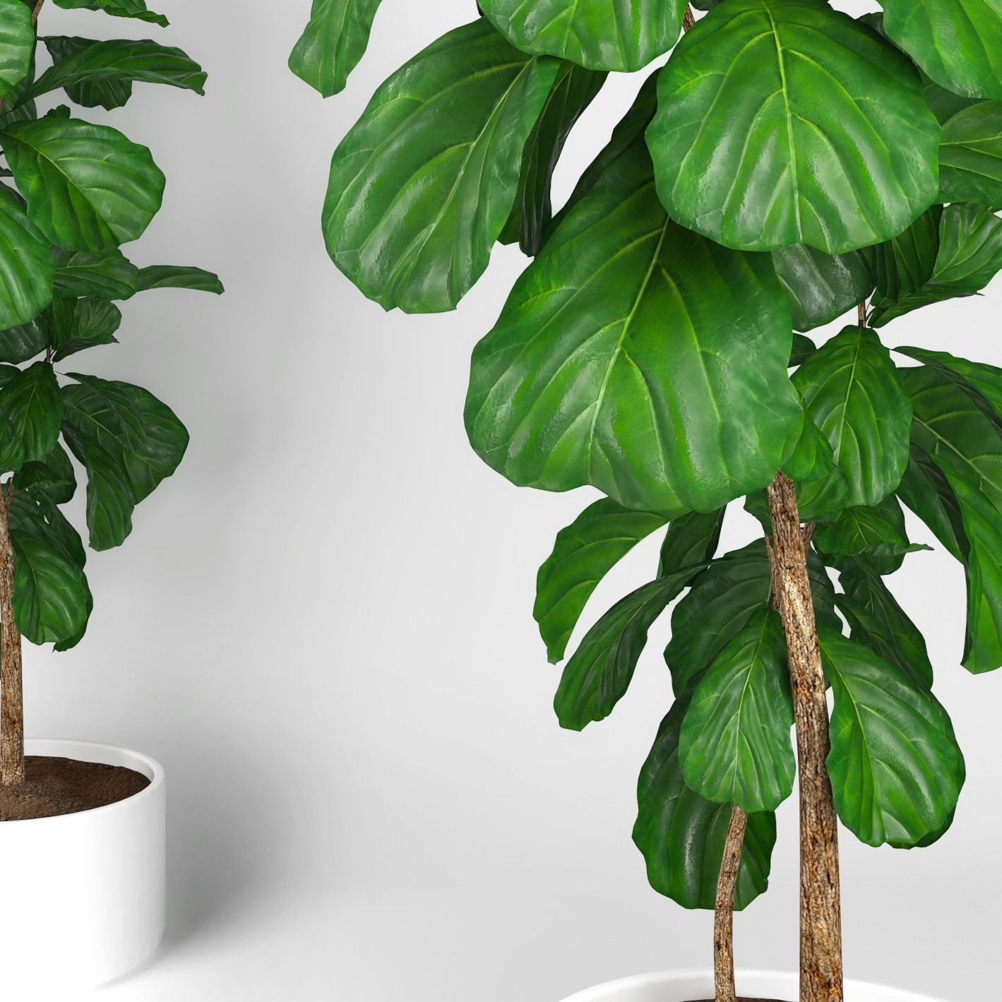 Fiddle leaf fig tree 3D model_4