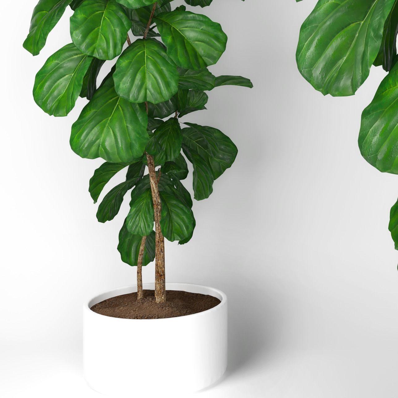 Fiddle leaf fig tree 3D model_3