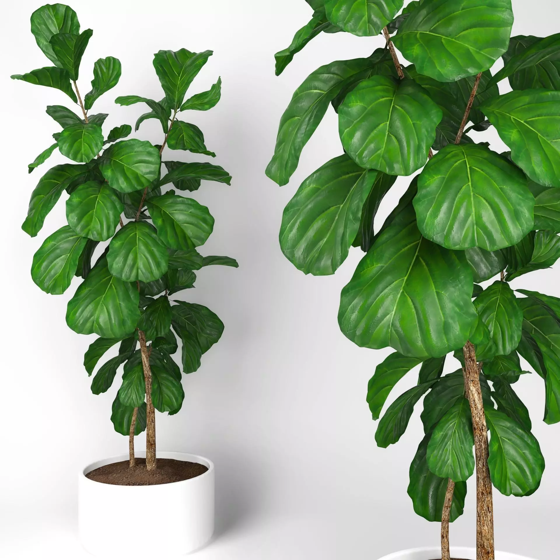 Fiddle leaf fig tree 3D model_0