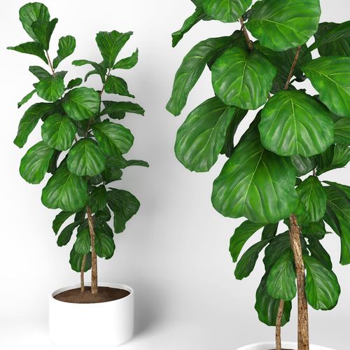 Fiddle leaf fig tree 3D model