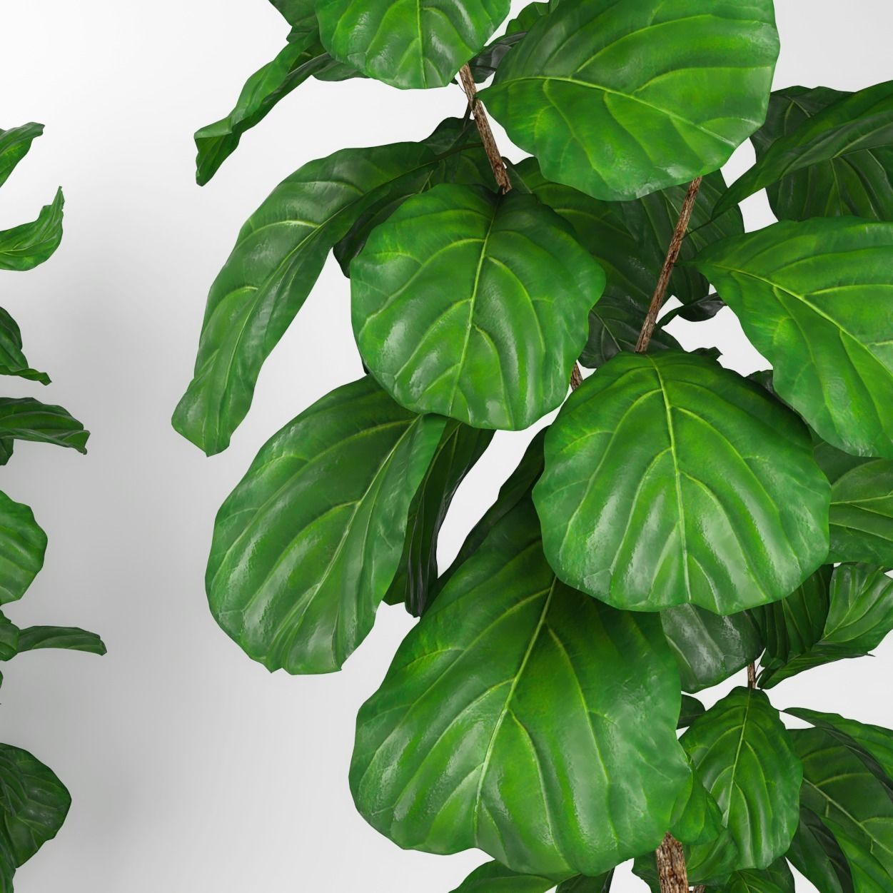 Fiddle leaf fig tree 3D model_2