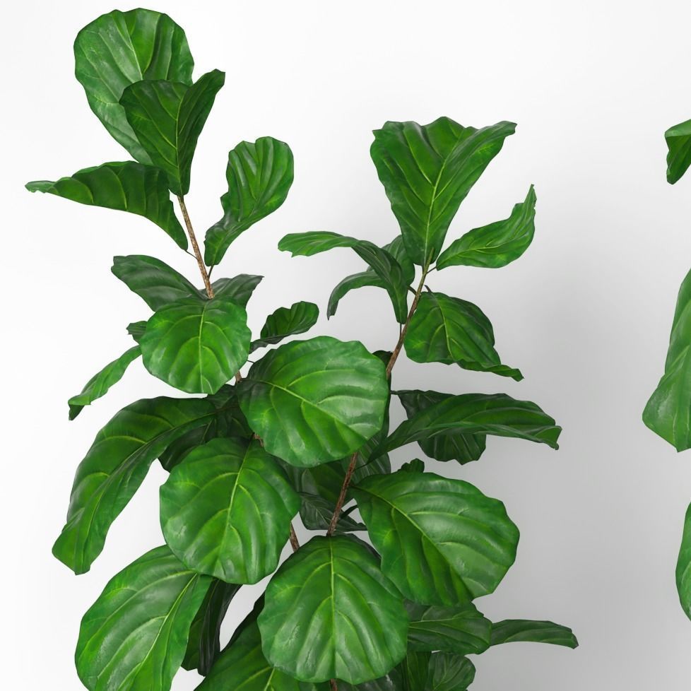 Fiddle leaf fig tree 3D model_1