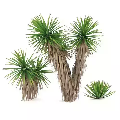 Yucca three joshua trees
