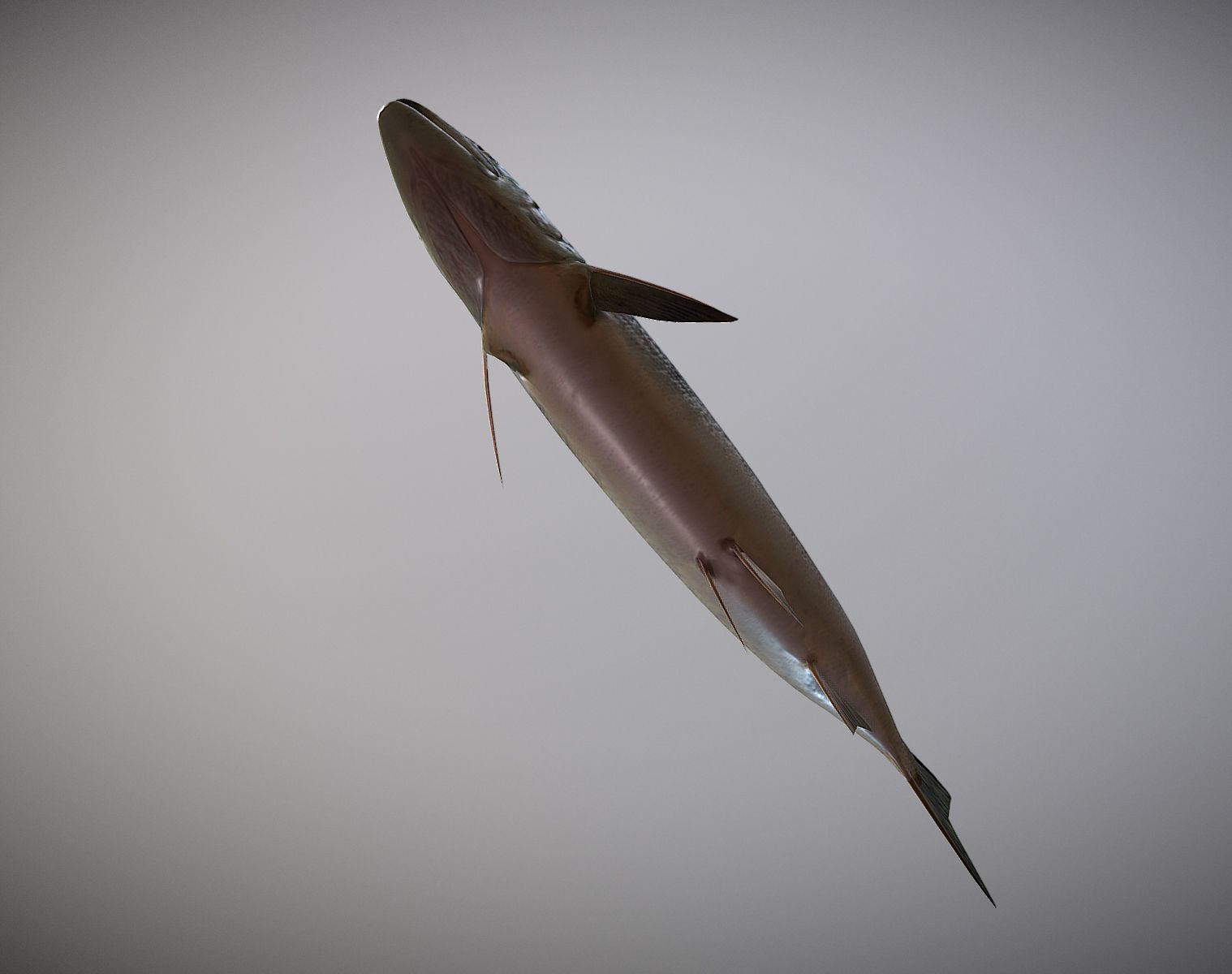 Salmon sockeye Low-poly 3D model_4