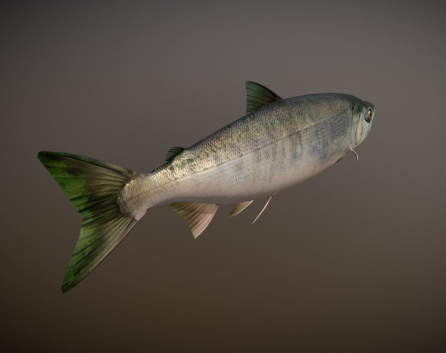 Salmon sockeye Low-poly 3D model_2