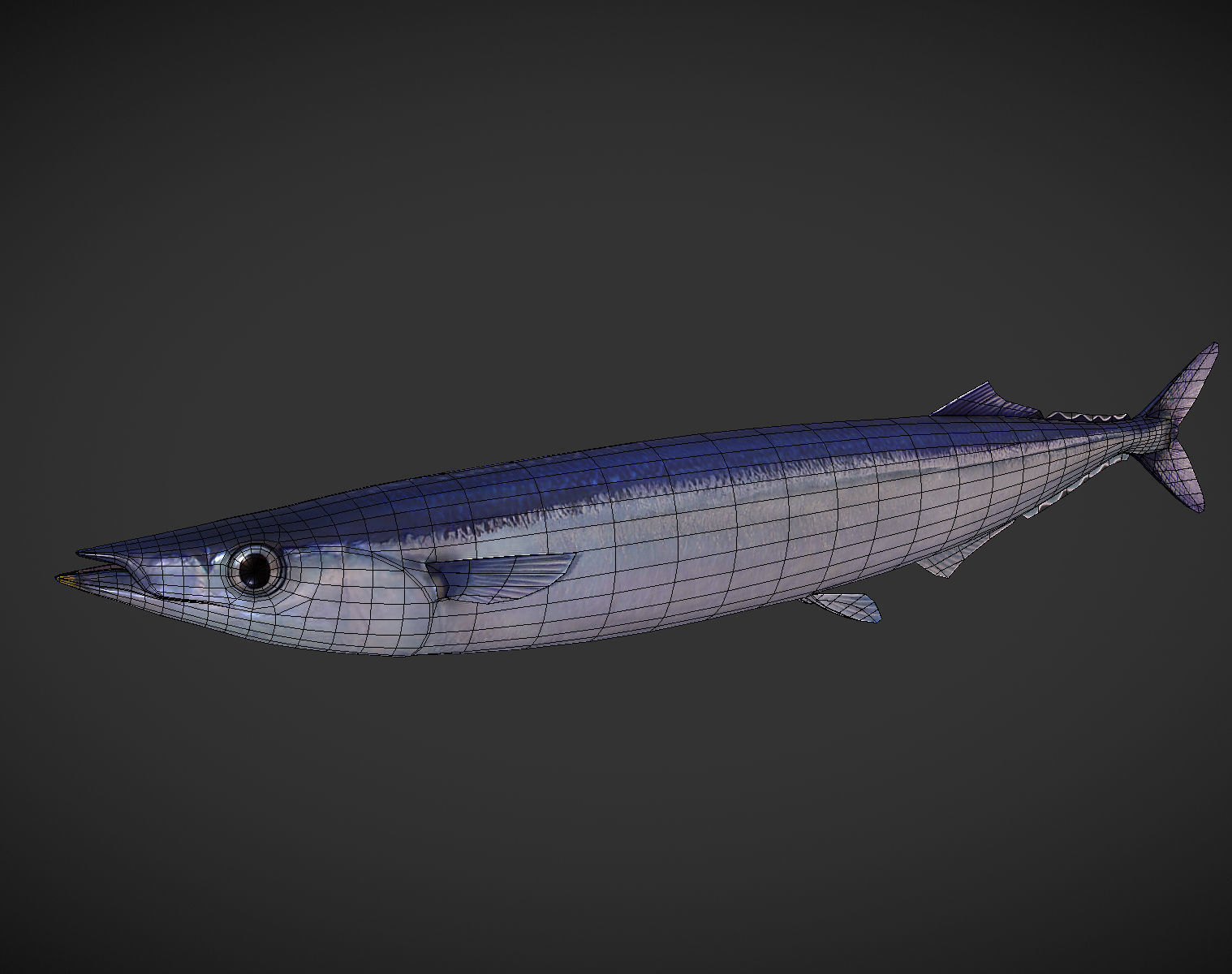 Mackerel squid - squid Low-poly 3D model_3