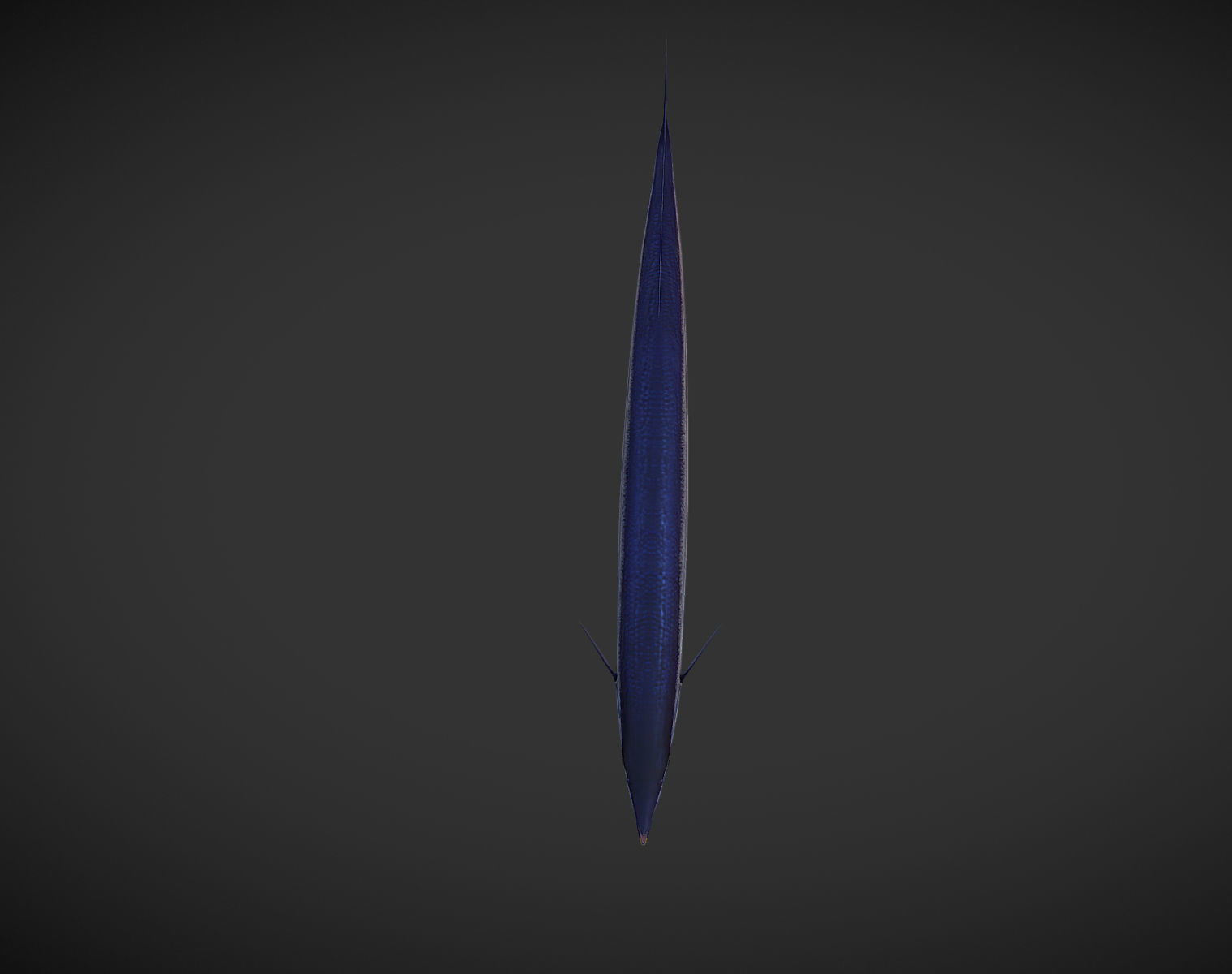 Mackerel squid - squid Low-poly 3D model_9