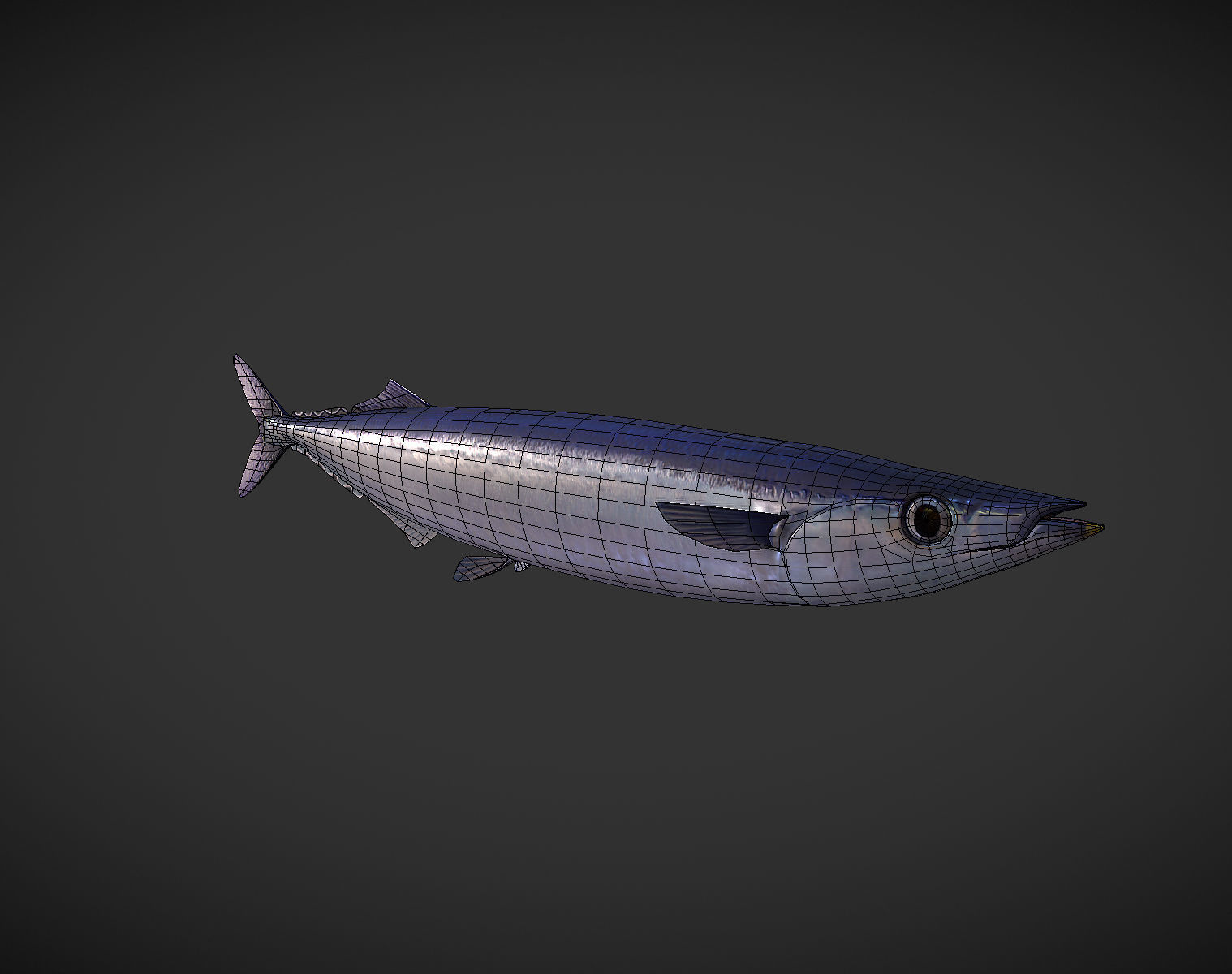 Mackerel squid - squid Low-poly 3D model_10
